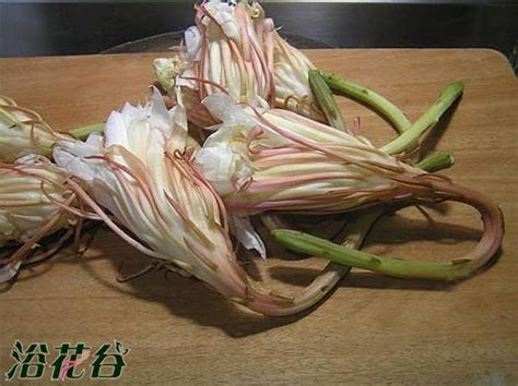 曇花食用禁忌|曇花能吃嗎？(附案例)